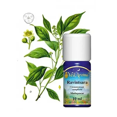Maharishi Ayurveda Ravintsara eterisk olja 10 ml ren